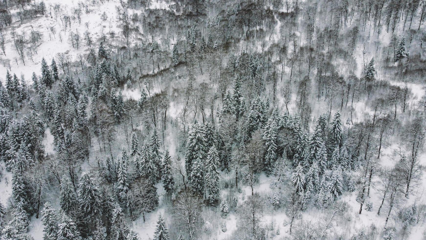 veduta aerea della foresta innevata - vista dal drone degli alberi innevati foto