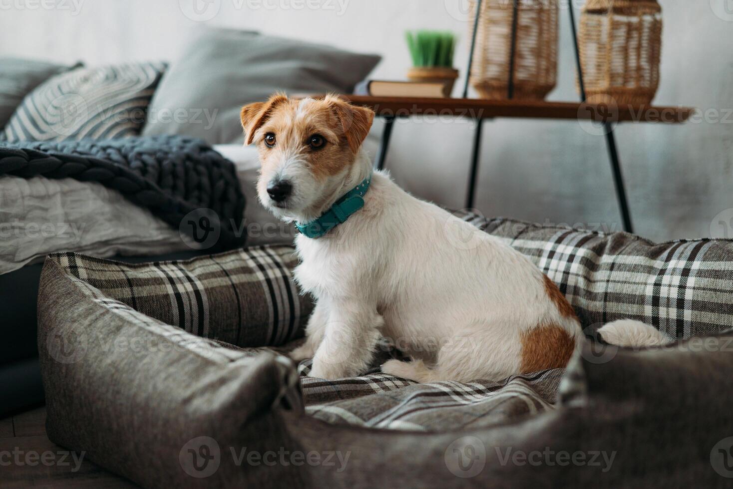 ritratto di un' con rivestimento ruvido Jack russell terrier seduta nel un' cane letto. un' piccolo con rivestimento ruvido cane con divertente pelliccia macchie riposa nel un' sdraio nel un' casa interno. avvicinamento foto