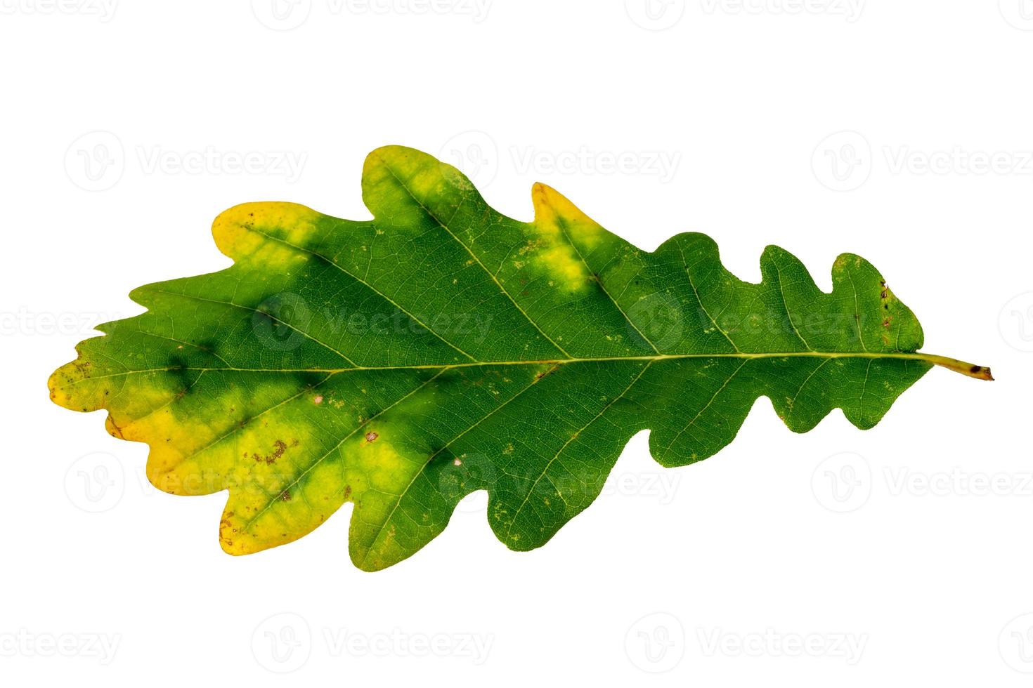 dettaglio della sommità di una foglia di quercia autunnale foto