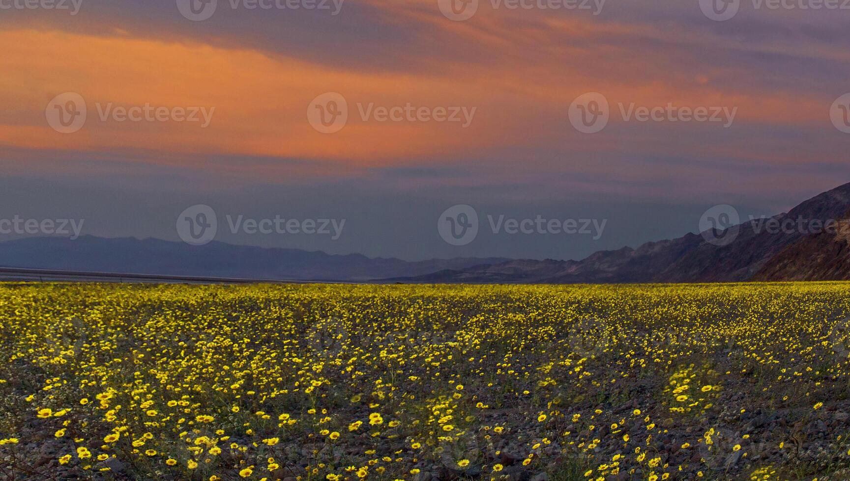 Morte valle selvaggio fiori fioritura foto