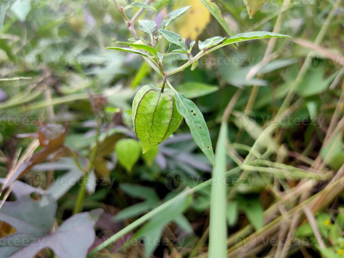 vicino su foto di terra ciliegia, ciplukan, physalis peruviana impianti, erbaceo frutta