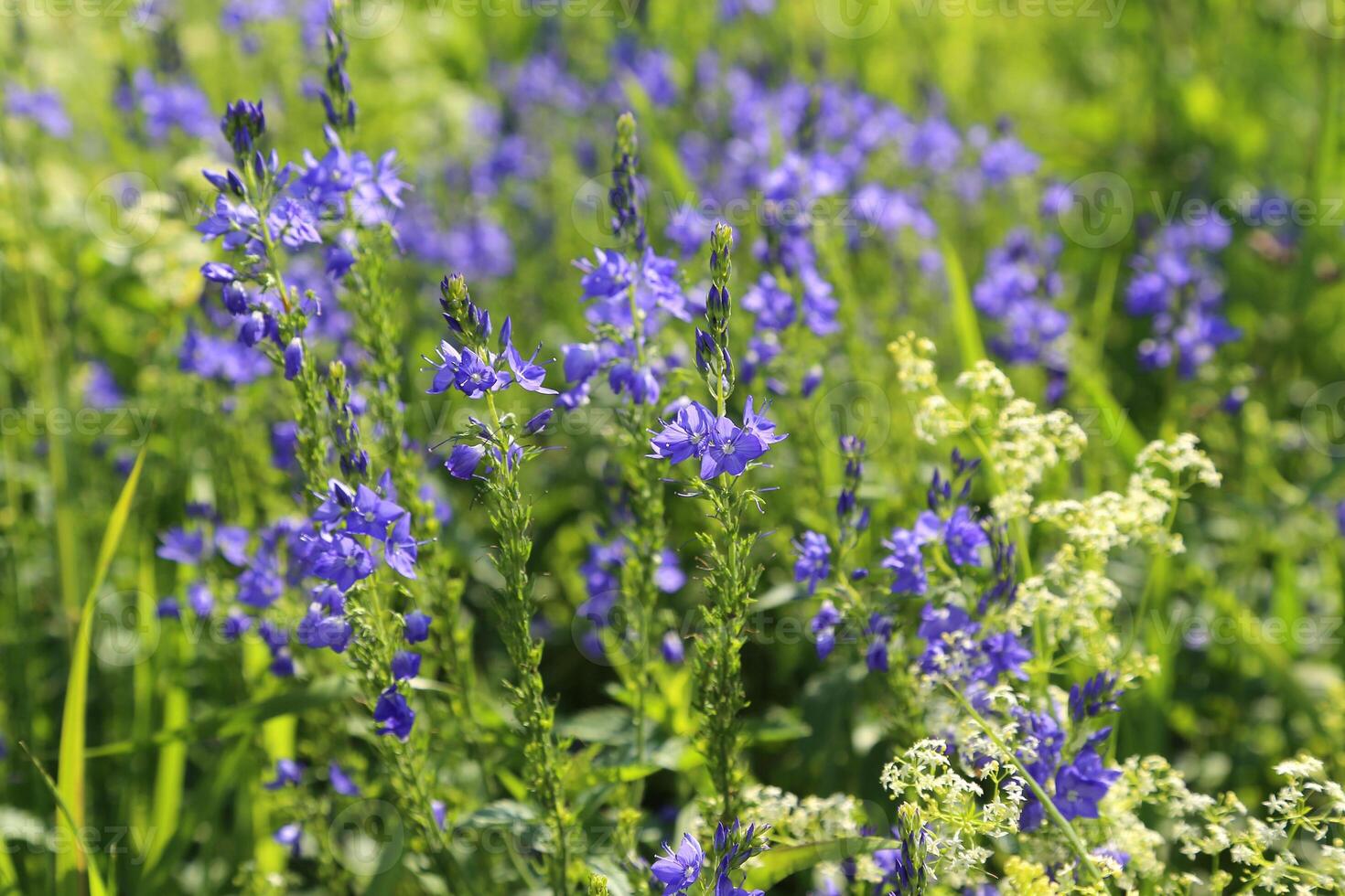 bellissimo fiori selvatici, avvicinamento naturale estate sfondo foto