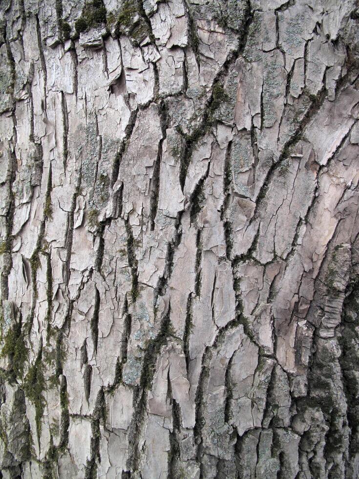 abbaiare struttura di vecchio albero, avvicinamento foto