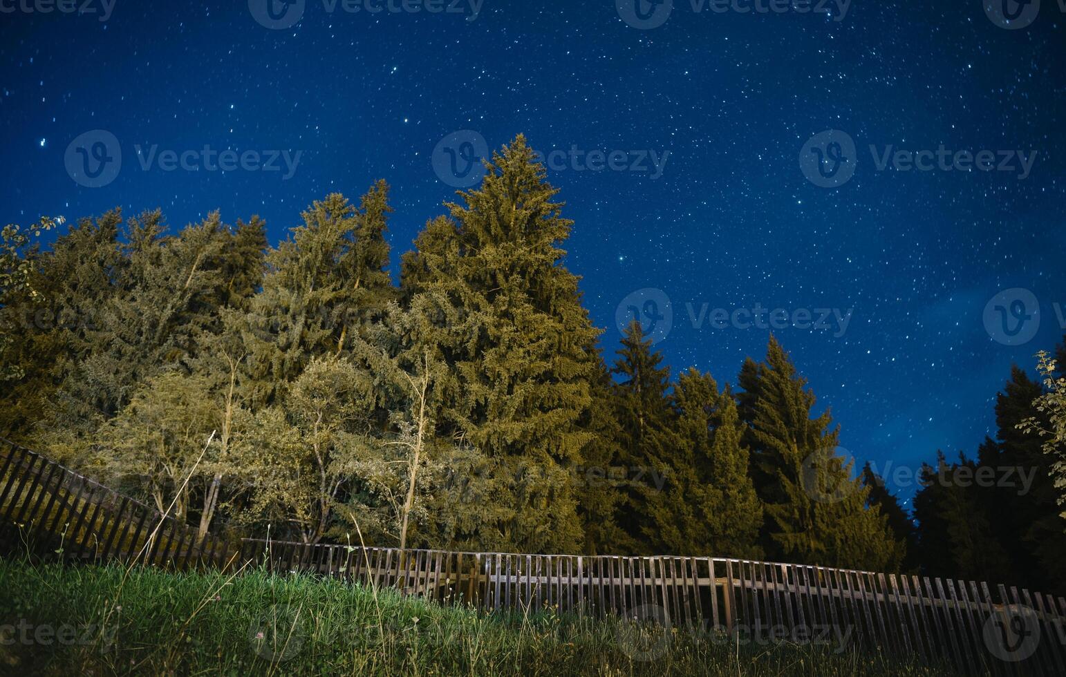 alberi sotto le stelle foto