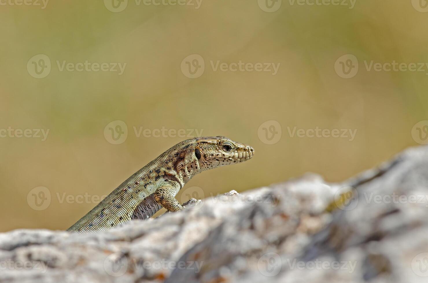 anatololacerta su il roccia nel il selvaggio. foto