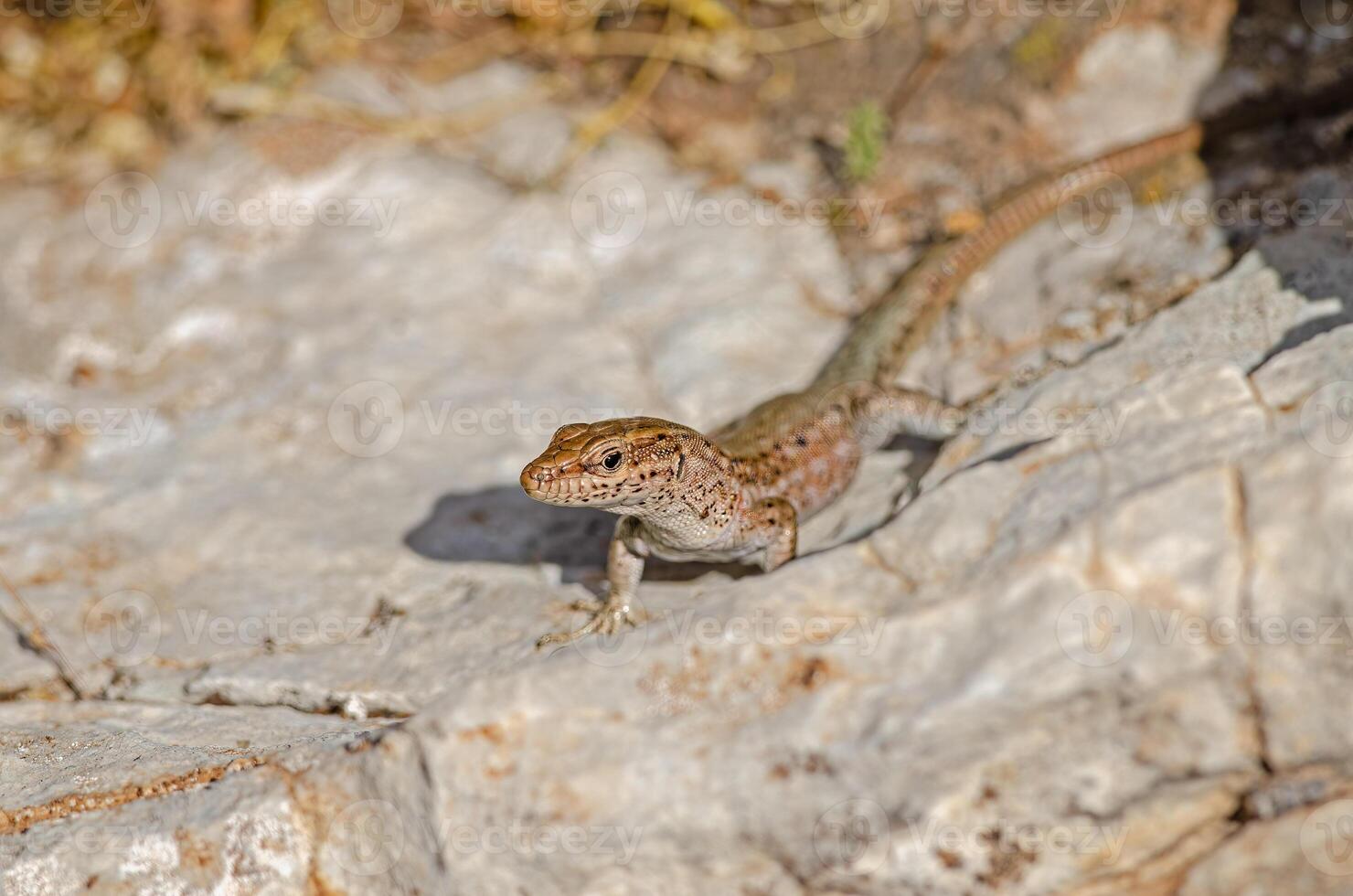 anatololacerta su un' roccia nel il sole. avvicinamento. foto