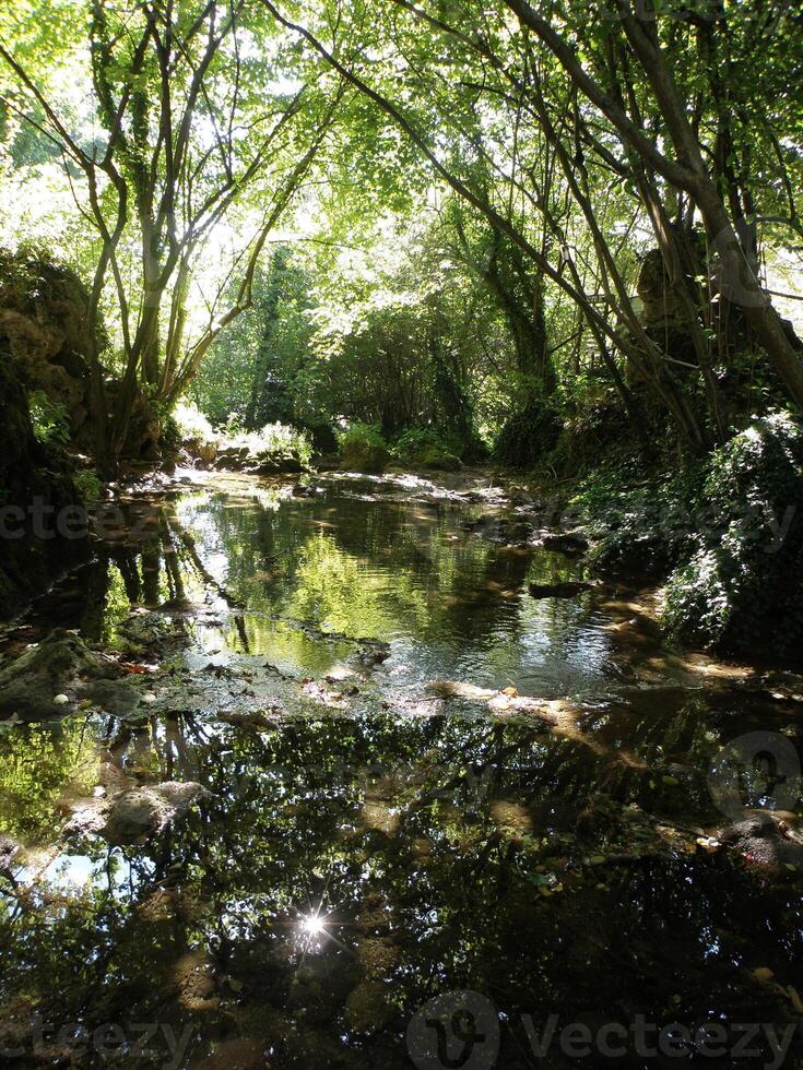 fiume con riflessione nel il foresta foto