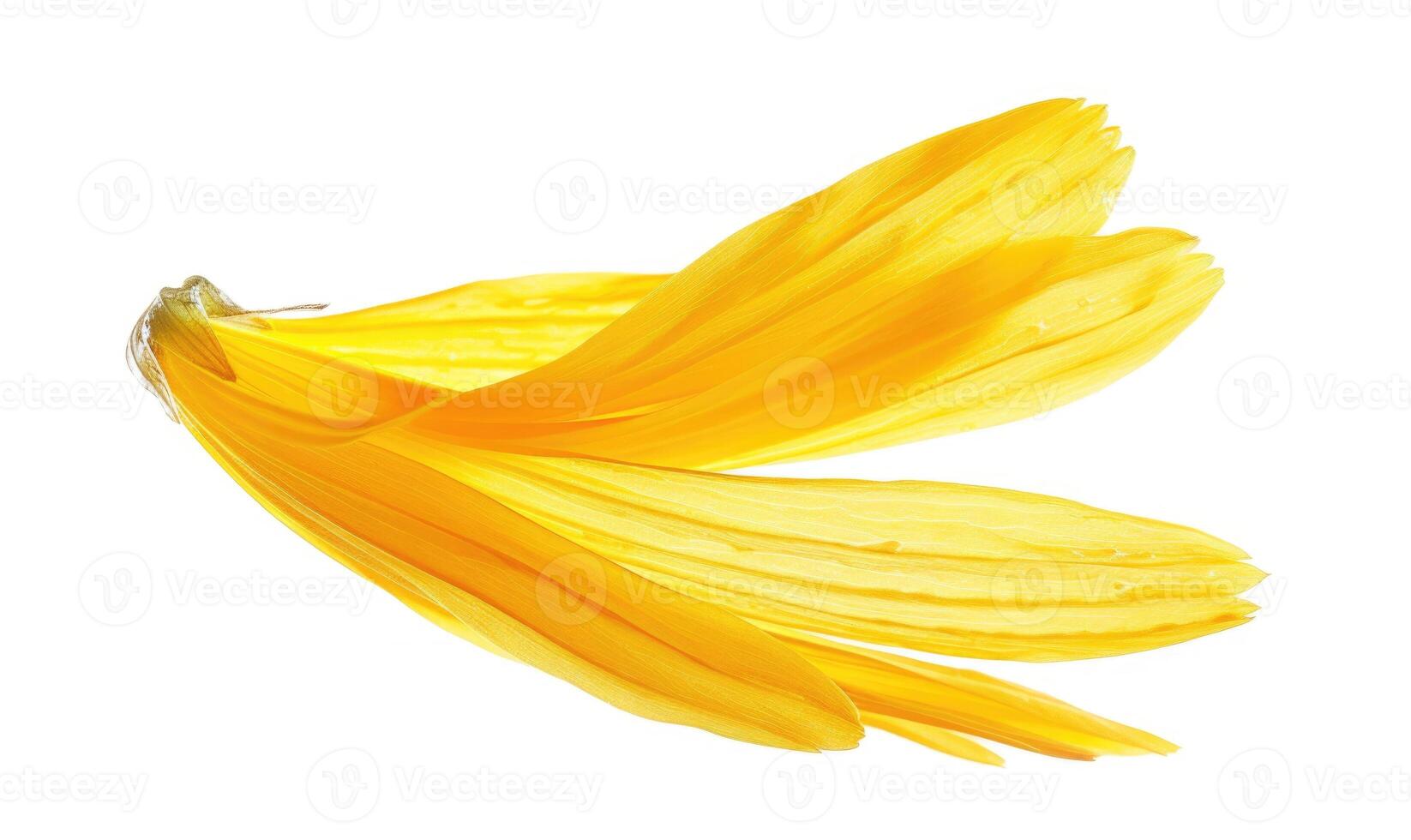 ai generato un' a forma di petalo spazzola ictus nel morbido giallo, somigliante un' camomilla petalo. giallo petalo su un' bianca sfondo. foto