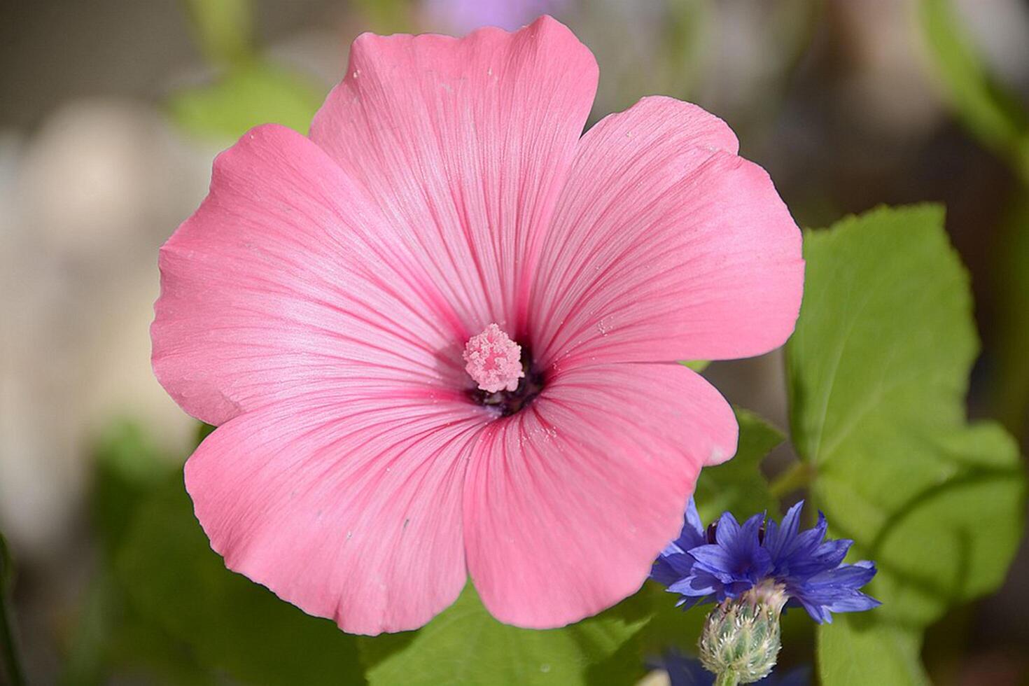 fiore foto,bellissima fiori immagini, fiore immagini sfondi, fiori fotografia foto