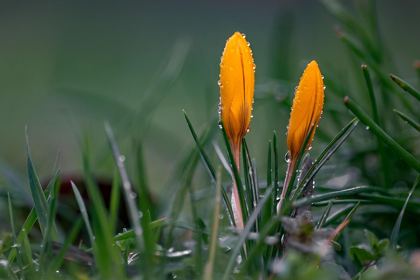 fiore foto,bellissima fiori immagini, fiore immagini sfondi, fiori fotografia foto