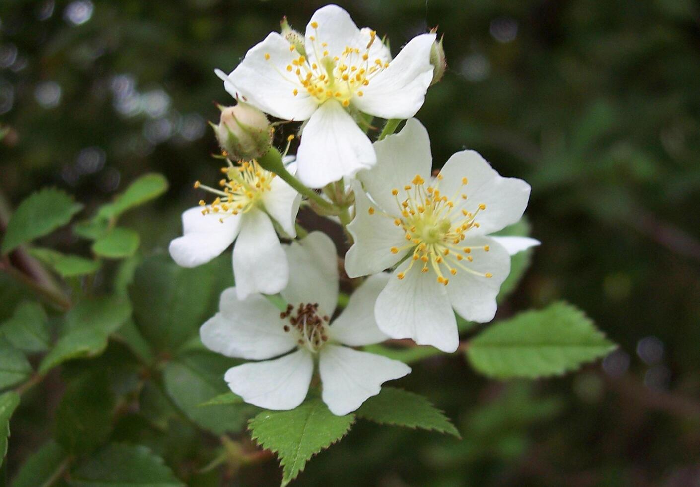 fiore foto,bellissima fiori immagini, fiore immagini sfondi, fiori fotografia foto