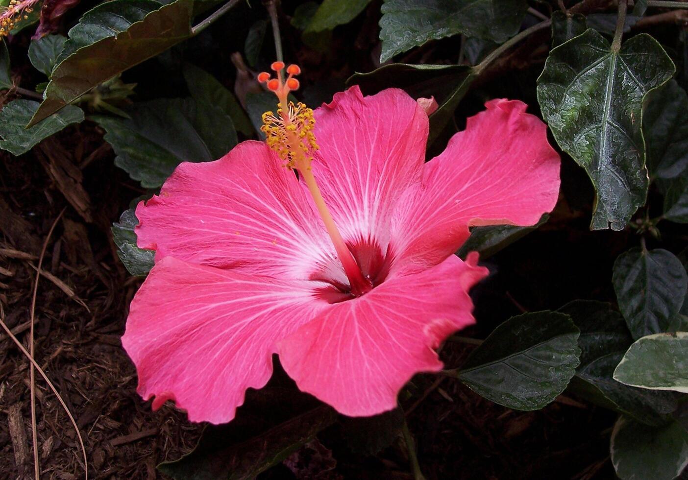 fiore foto,bellissima fiori immagini, fiore immagini sfondi, fiori fotografia foto