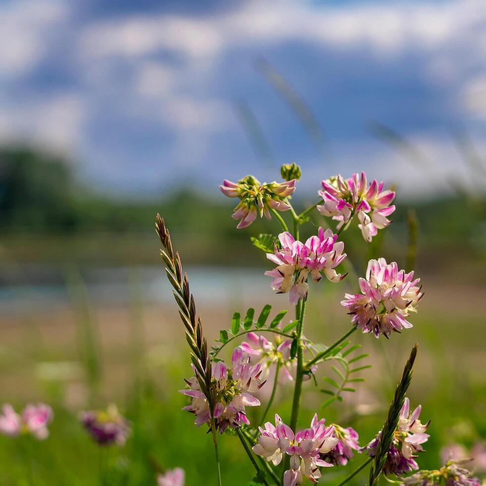 fiore foto,bellissima fiori immagini, fiore immagini sfondi, fiori fotografia foto