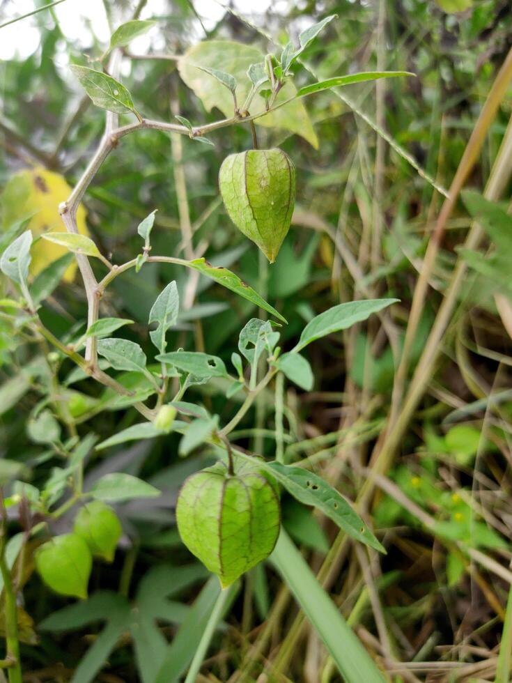 vicino su foto di terra ciliegia, ciplukan, physalis peruviana impianti, erbaceo frutta