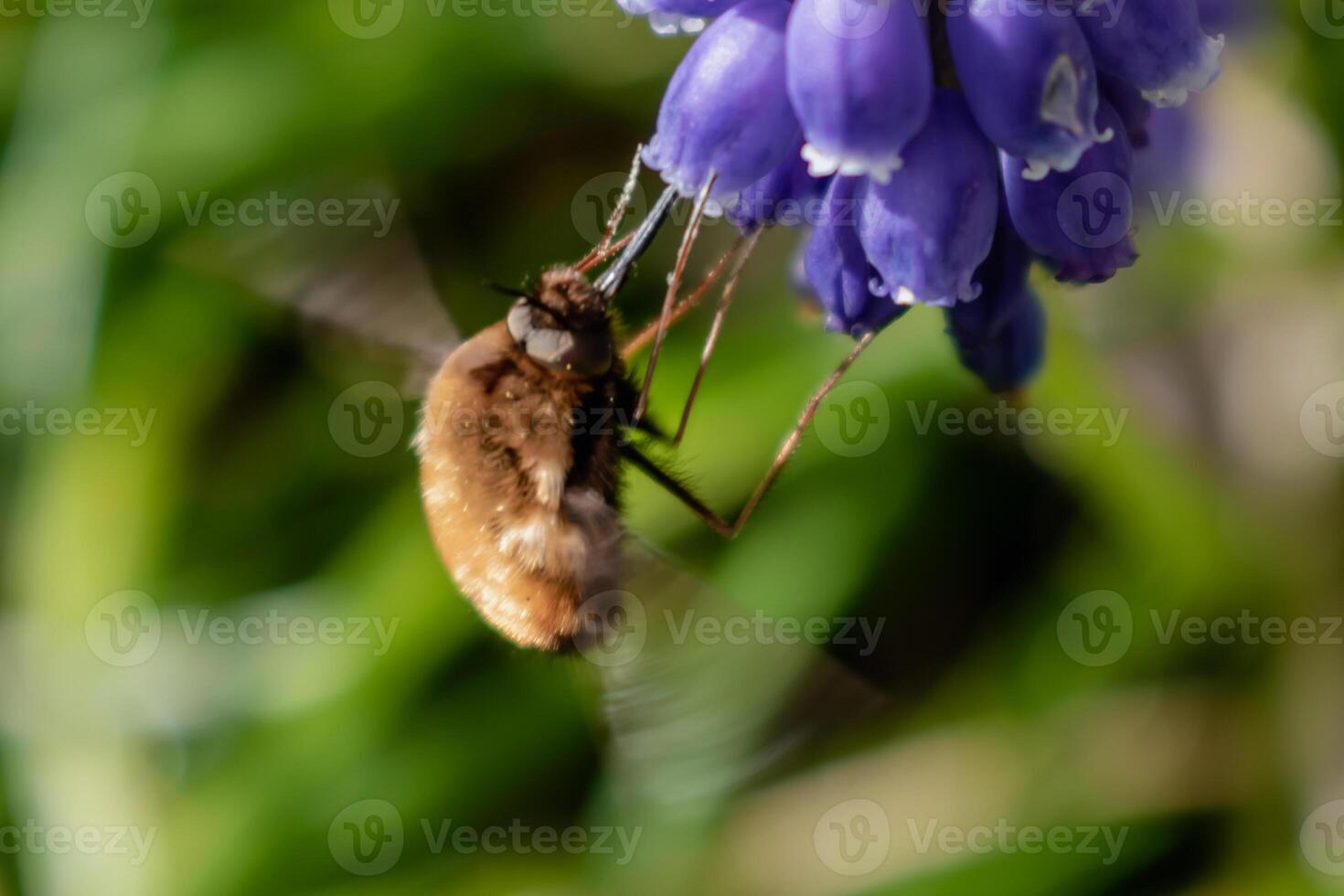 bombyle su un' uva giacinto, un' piccolo peloso insetto con un' proboscide per disegnare nettare a partire dal il fiori, bombylius foto