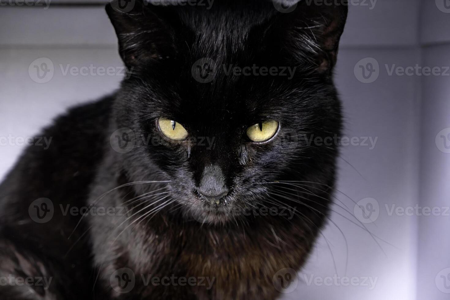 abbandonato nero gatto foto