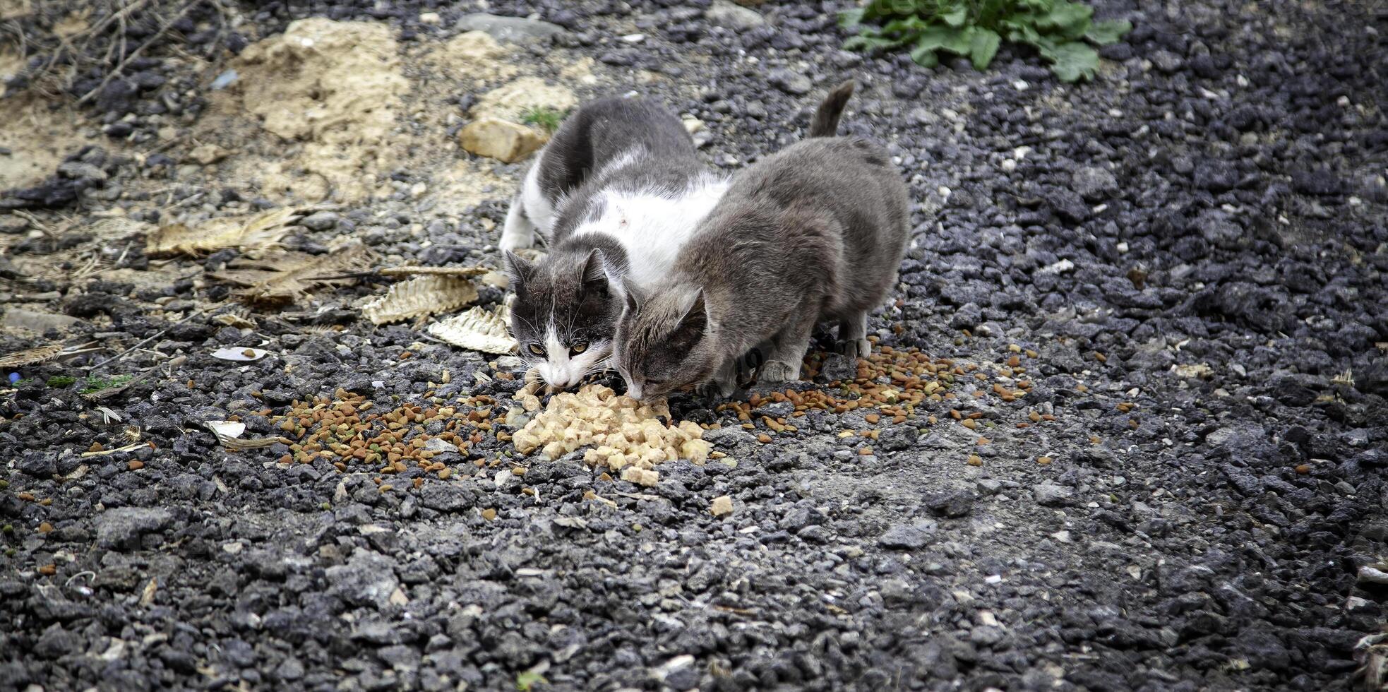 vagante gatti nel il strada foto