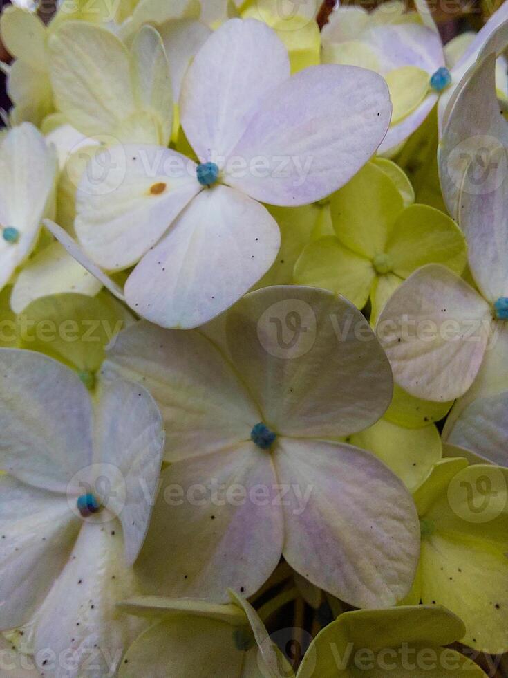 vicino su di fioritura ortensia fiore foto