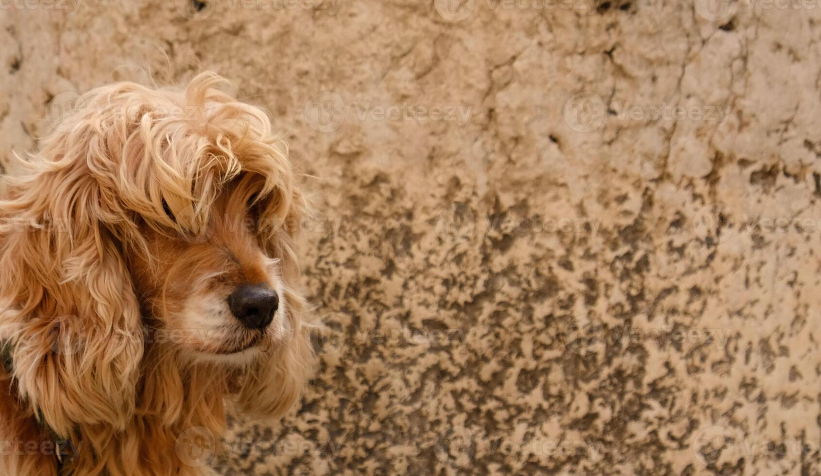 avvicinamento ritratto di Marrone cani viso nel profilo. il museruola di inglese cocker spaniel. ispido e non tagliato cane. bandiera con un' cani viso, soddisfare per veterinario cliniche o toelettatori. selettivo messa a fuoco. foto