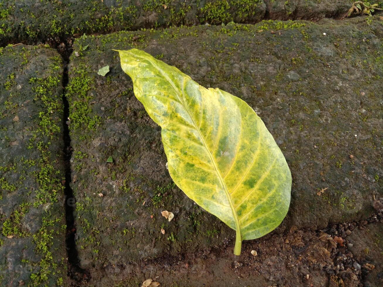 fresco verde le foglie autunno su il muschioso mattone strada foto