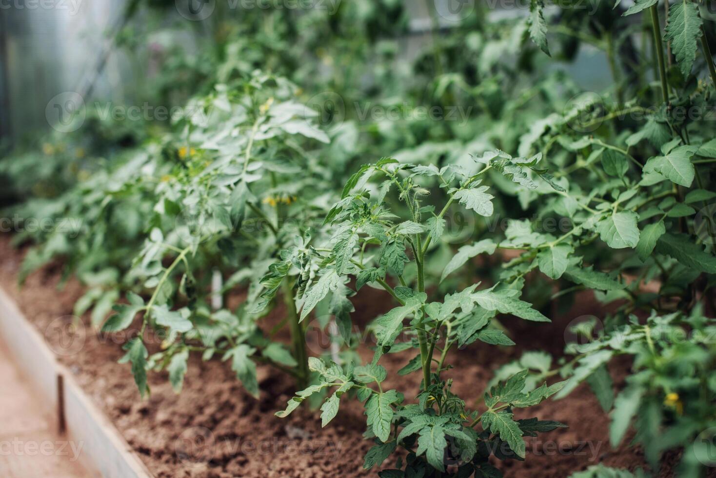 pomodoro pianta piantine in crescita nel suolo nel serra. giardinaggio concetto e in crescita cibo. foto