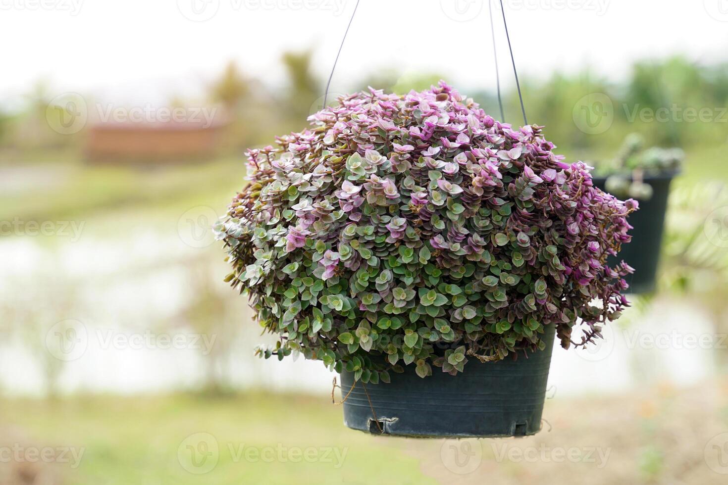 strisciante pollice pianta ha succulento steli. il le foglie siamo piccolo ovale sagomato e venire nel molti colori verde, viola con rosa macchie, oro foglie, oro con verde macchie. e viola macchiato oro le foglie foto