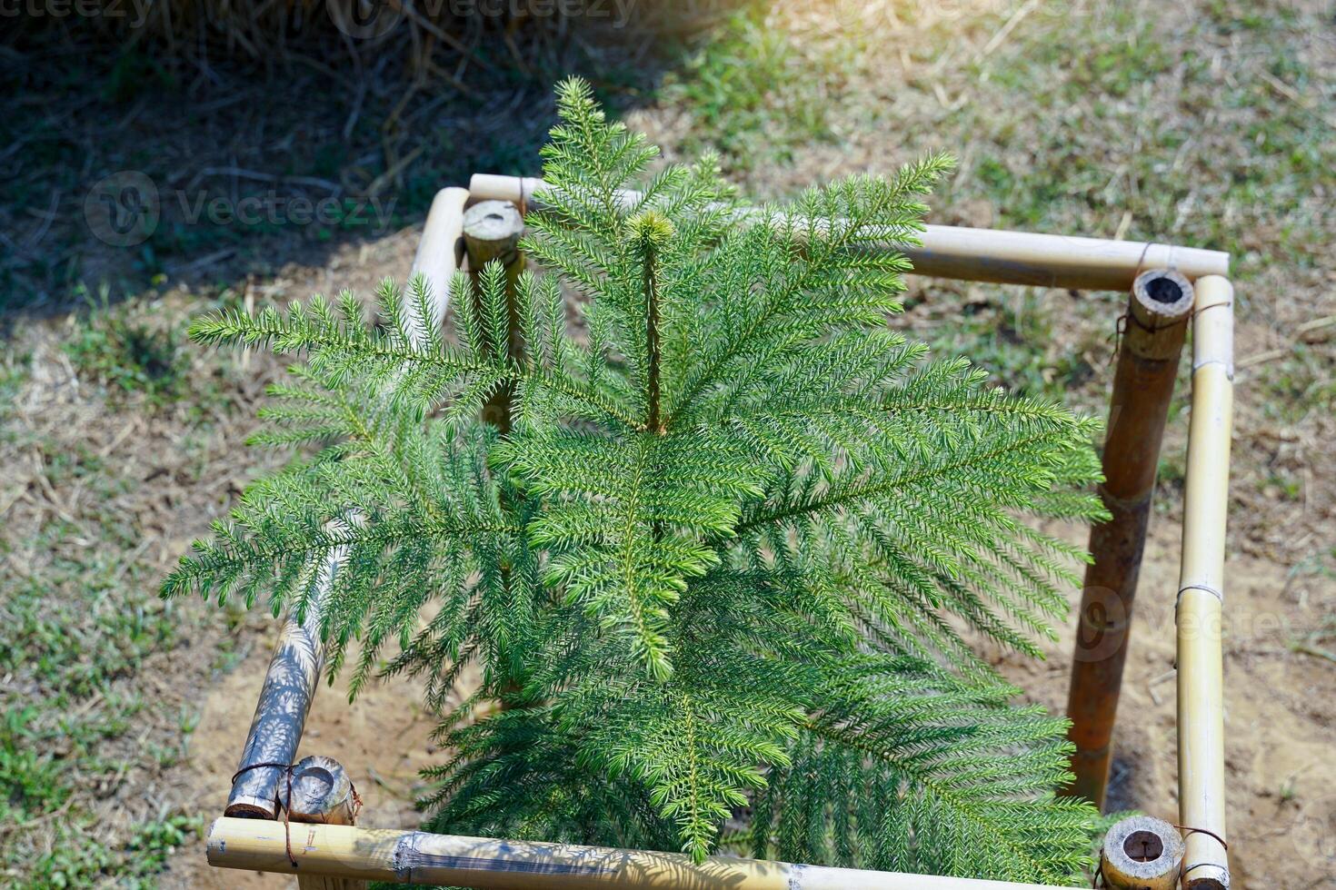 giovane corallo scogliera araucaria nel un' bambù allegato è un ornamentale pianta, ramificato su in strati bellissimo verde le foglie il baldacchino è non grande foto