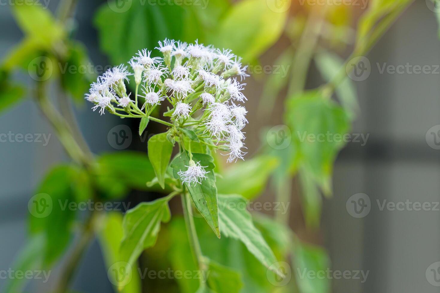 amaro cespuglio è un' medicinale erba. il le foglie siamo verde, il suggerimenti siamo appuntito, il bordi siamo ondulato. il fiori venire nel grappoli. essi siamo bianca o bluastro-viola. Là siamo di 10-35 piccolo fiori. foto