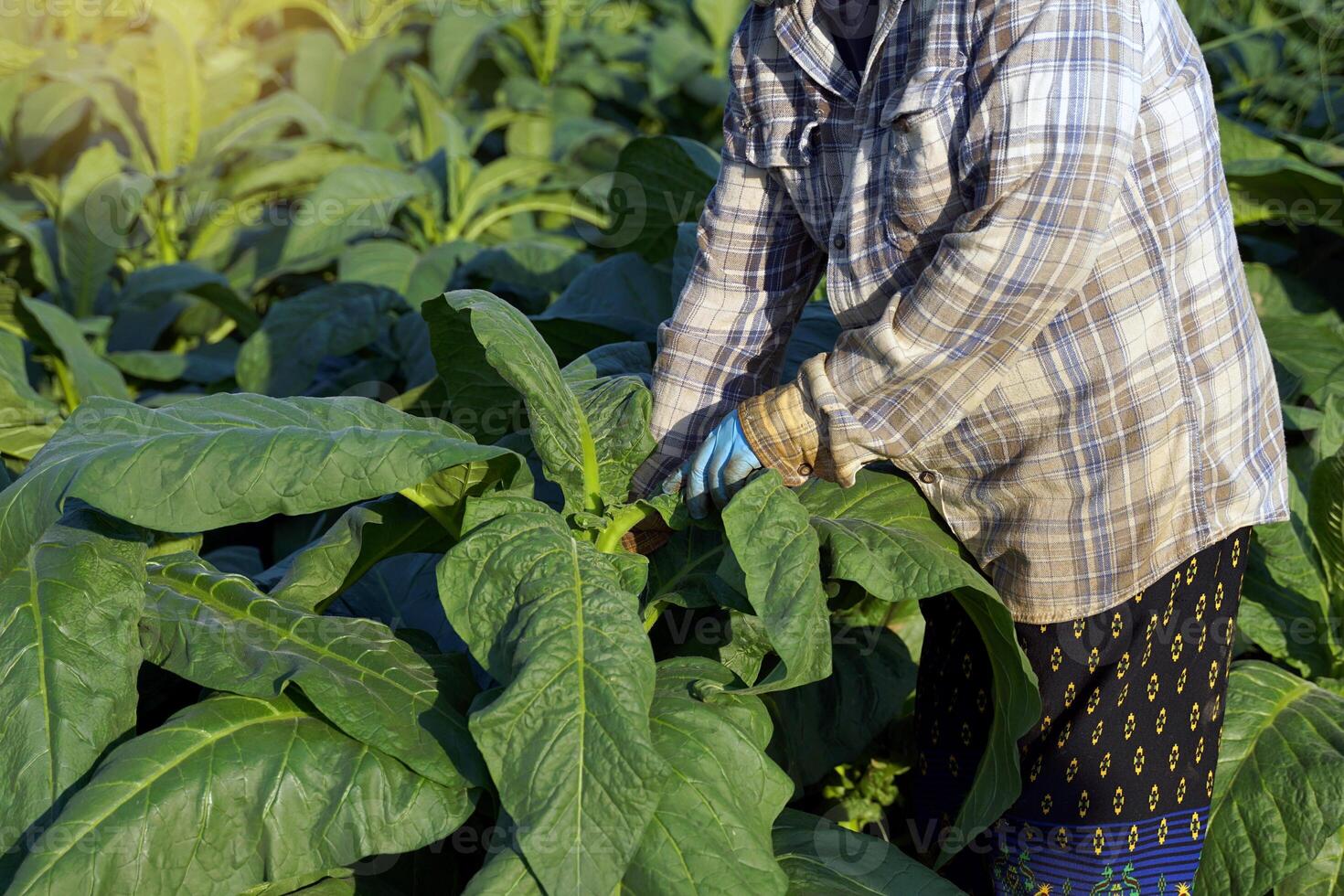 giardinieri coraggio il giovane le foglie di tabacco così quello il fertilizzante è applicato per solo il le foglie quello siamo necessario. esso è per controllo il altezza. per ottenere il esistente le foglie per avere grande le foglie. foto