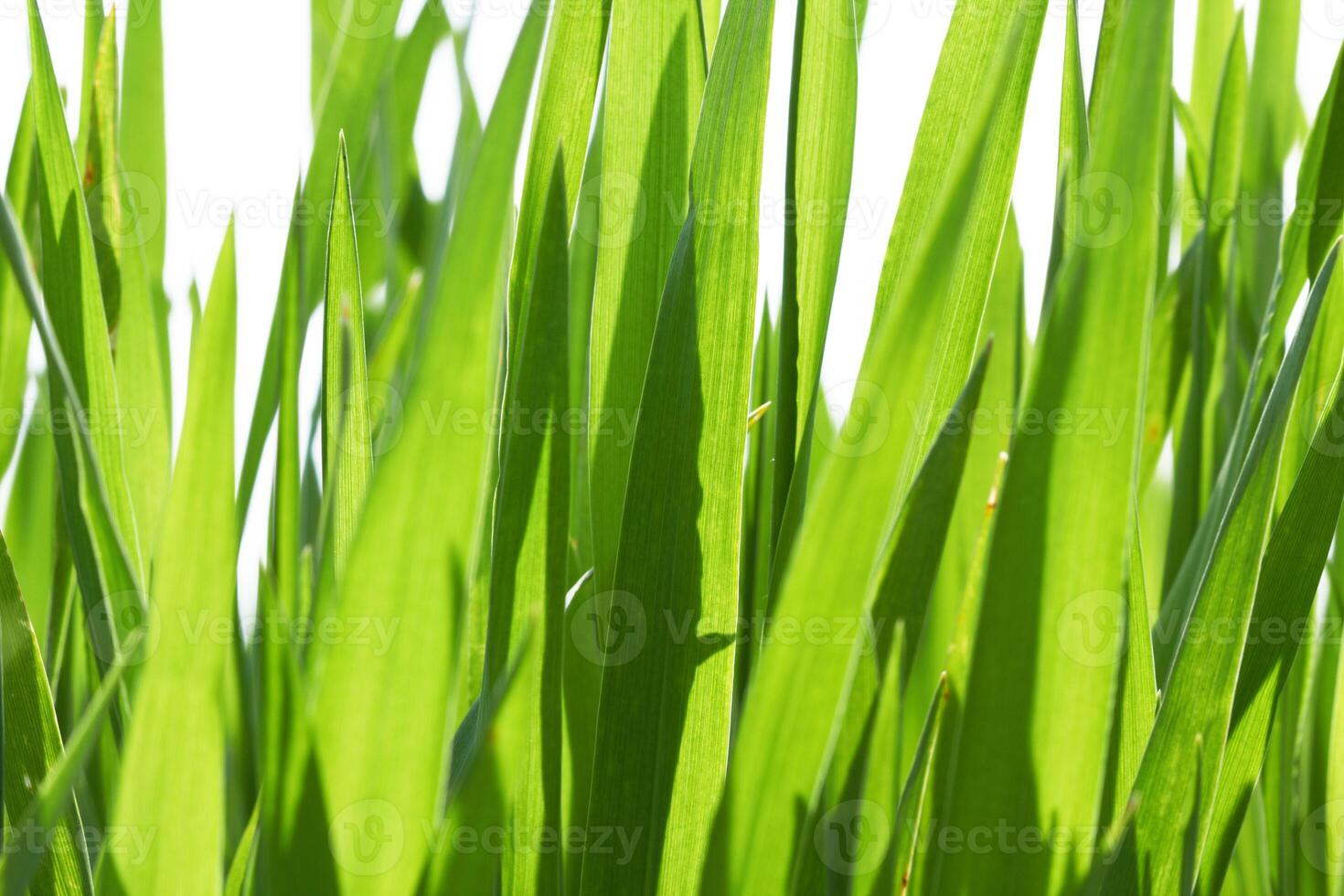 verde erba su bianca foto