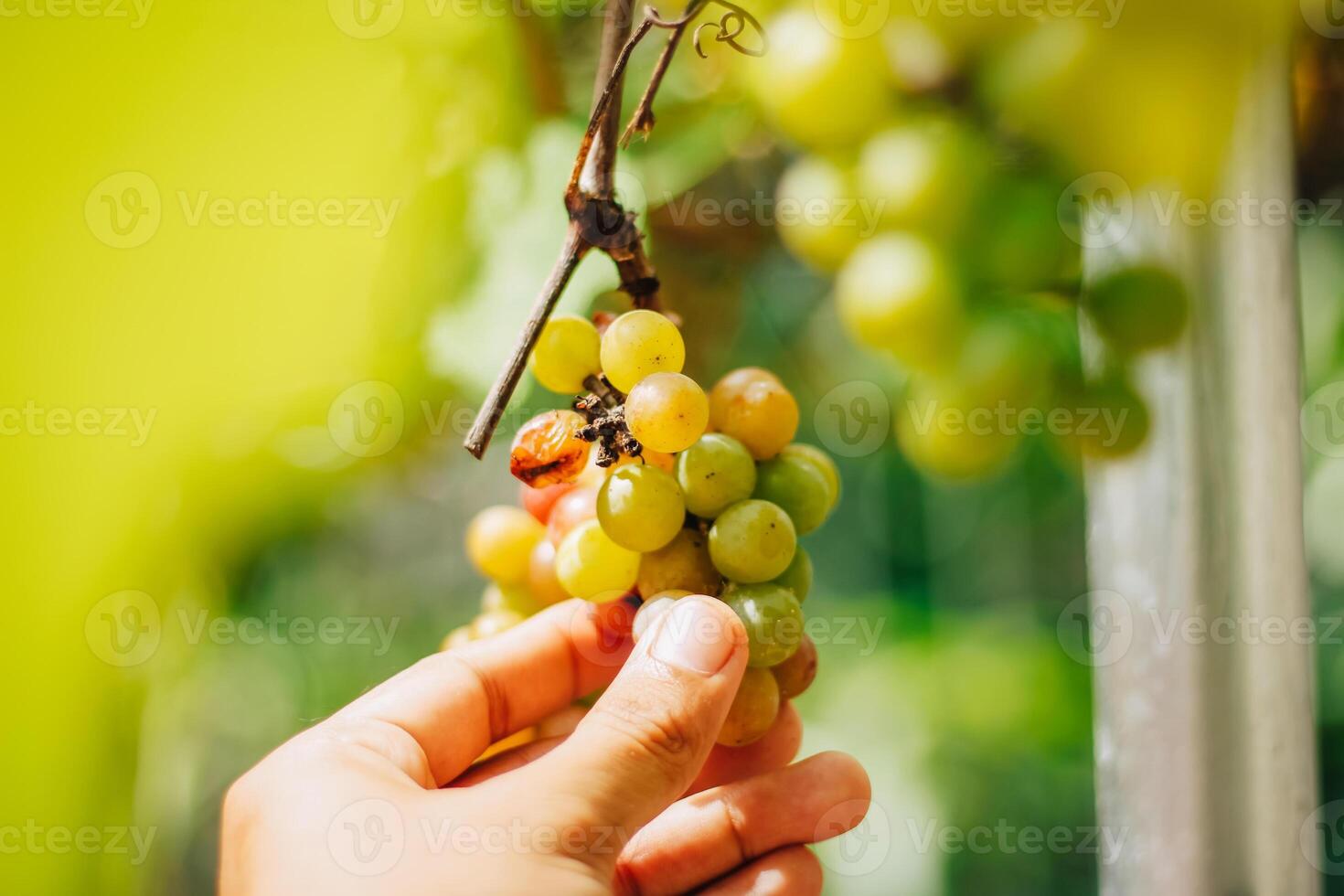 ritratto di uva con sfocato sfondo di le foglie foto