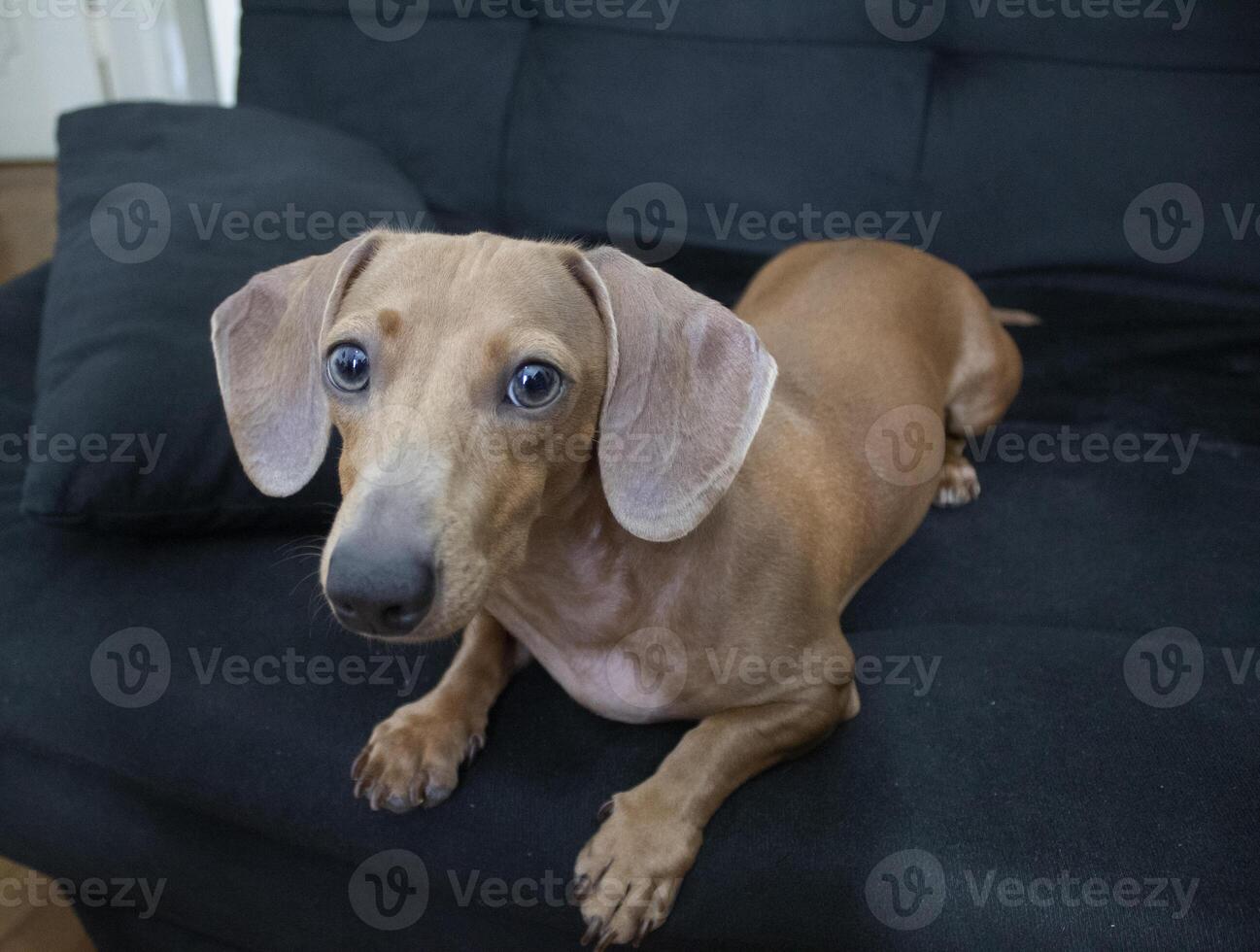 bassotto cane dire bugie giù su divano foto