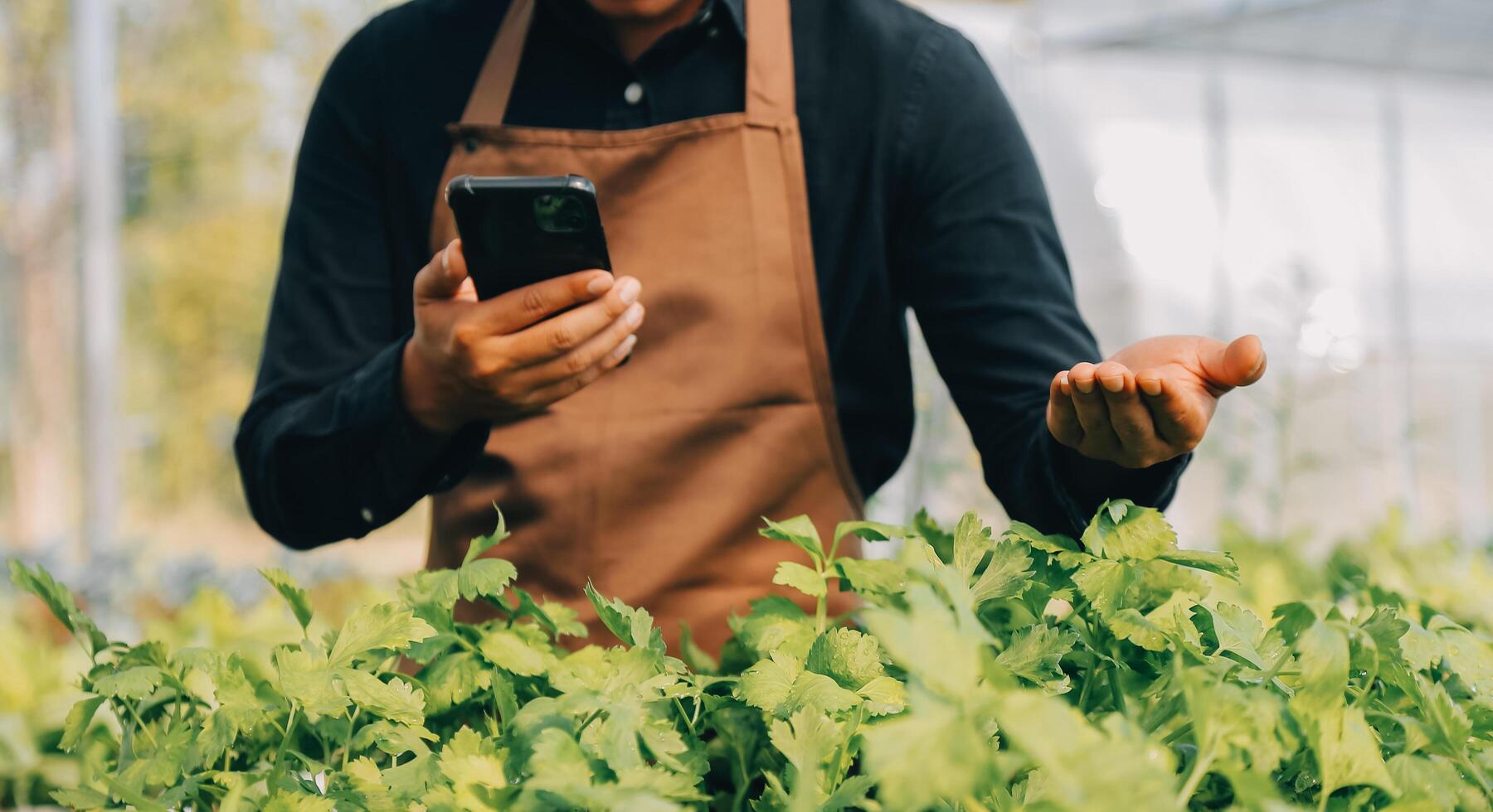 biologico azienda agricola ,lavoratore analisi e raccogliere ambiente dati a partire dal bok choy biologico verdura a serra azienda agricola giardino. foto