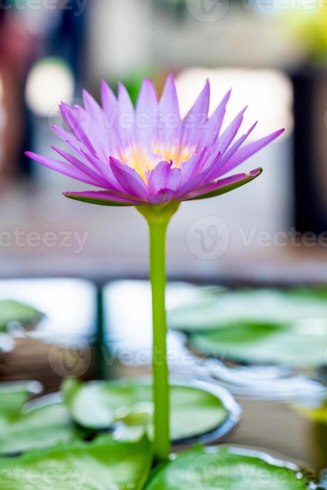 viola loto fioritura con verde foglia nel stagno foto