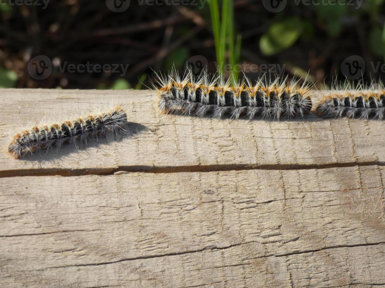 il pino processionaria thaumetopea pityocampa foto