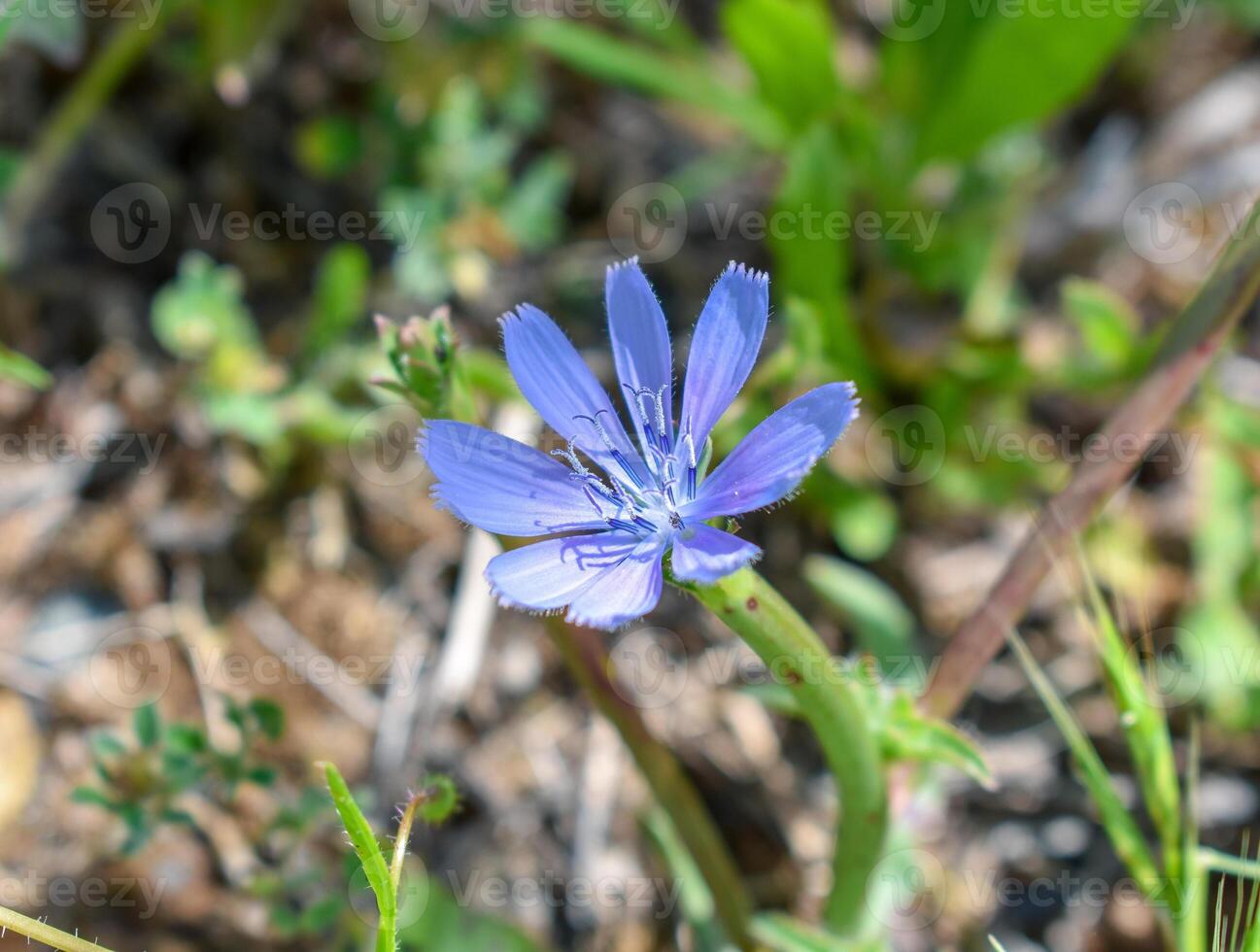 Comune cicoria cichorium intybus foto