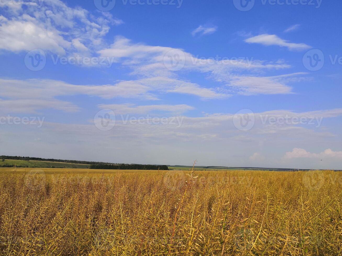 un' campo di alto erba sotto un' blu cielo foto