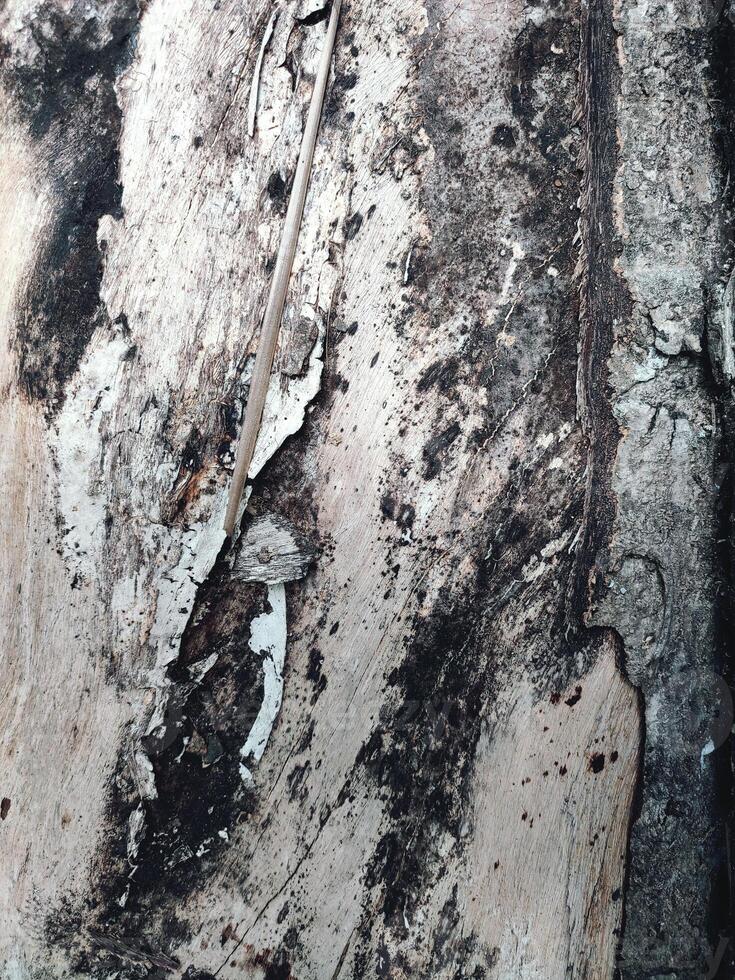 il abbaiare modello è il senza soluzione di continuità struttura di il albero. per sfondo legna opera, Marrone legno duro abbaiare foto