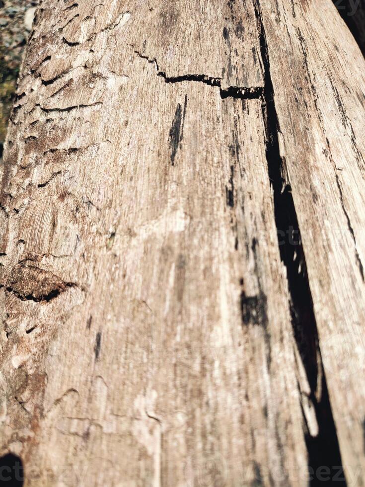 il abbaiare modello è il senza soluzione di continuità struttura di il albero. per sfondo legna opera, Marrone legno duro abbaiare foto