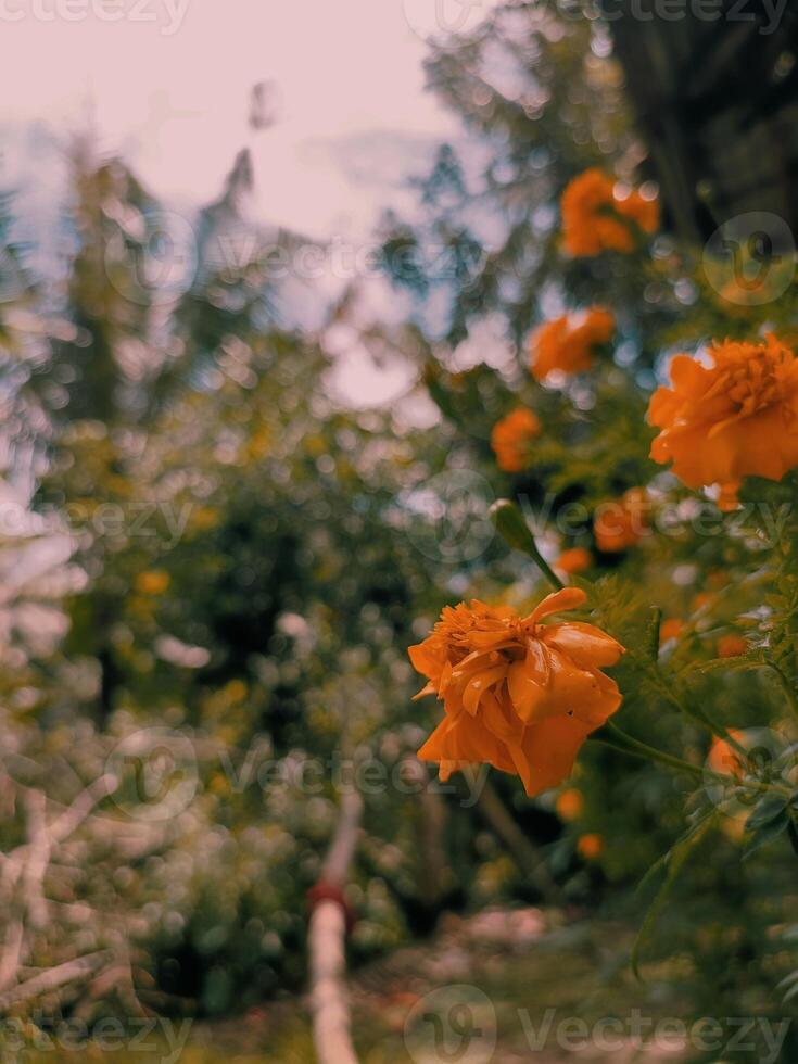 tagetes erecta il azteco calendula messicano calendula grande calendula cempaxochitl o cempasuchil è un' specie di fioritura pianta nel il genere tagetes nativo per Messico. bangladeshi ganda fiore foto