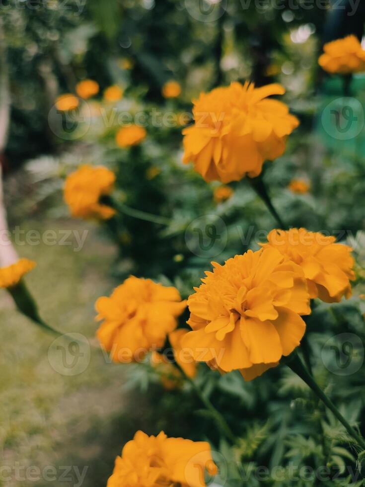 tagetes erecta il azteco calendula messicano calendula grande calendula cempaxochitl o cempasuchil è un' specie di fioritura pianta nel il genere tagetes nativo per Messico. bangladeshi ganda fiore foto