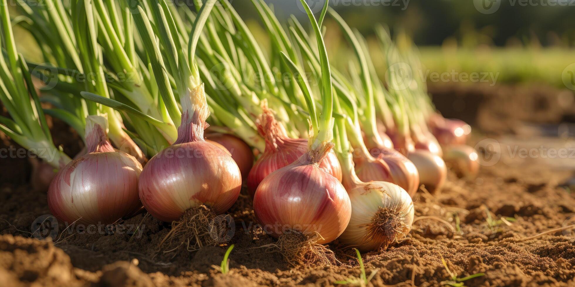 ai generato biologico rosso cipolla avvicinamento su il campo, eco-friendly prodotti. generativo ai foto