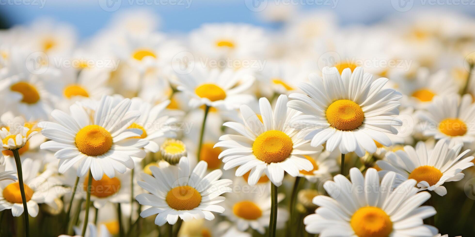 ai generato avvicinamento tiro di camomilla fiori, primavera floreale sfondo. generativo ai foto