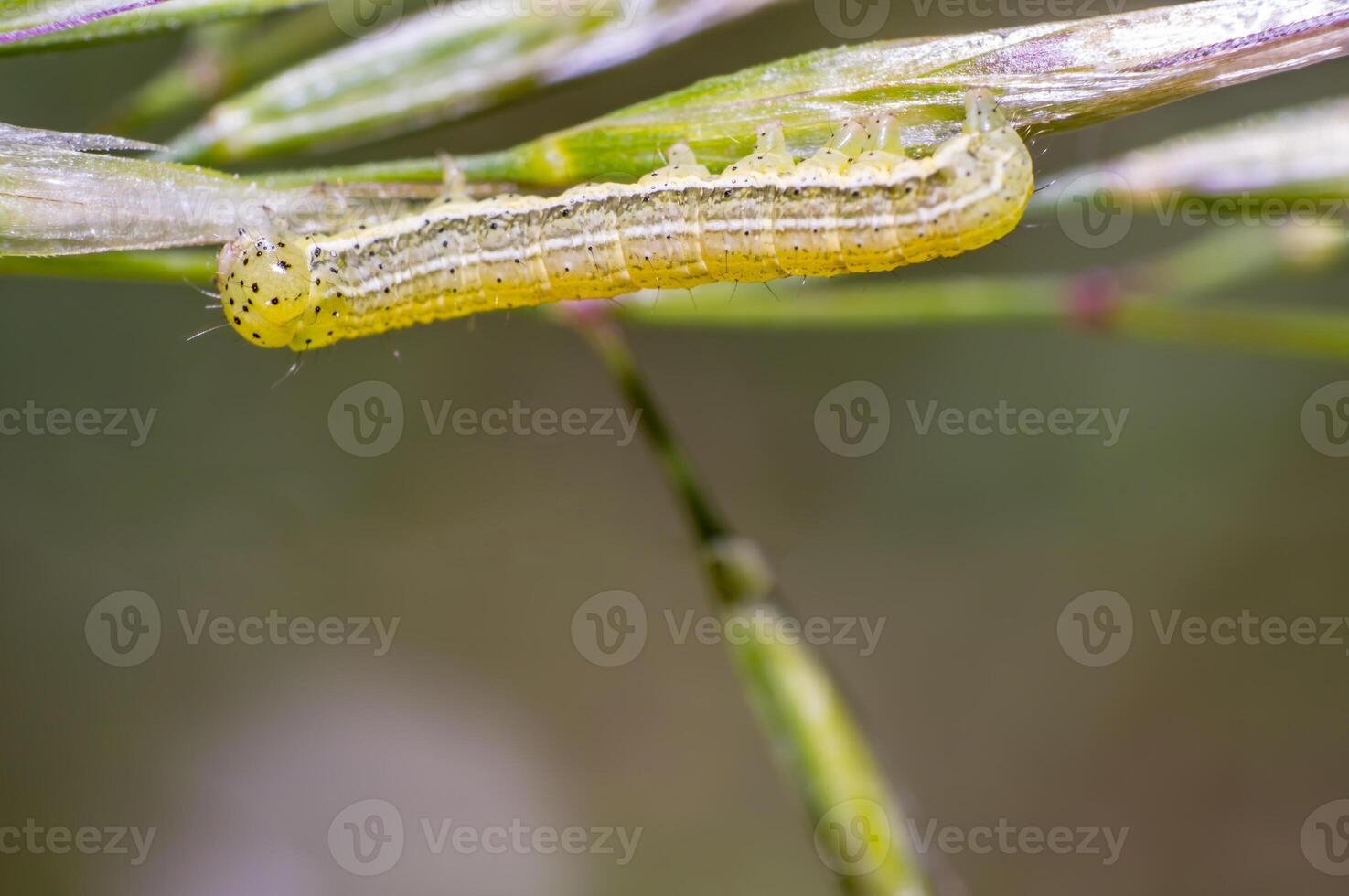 poco bruco nel il verde natura stagione giardino foto