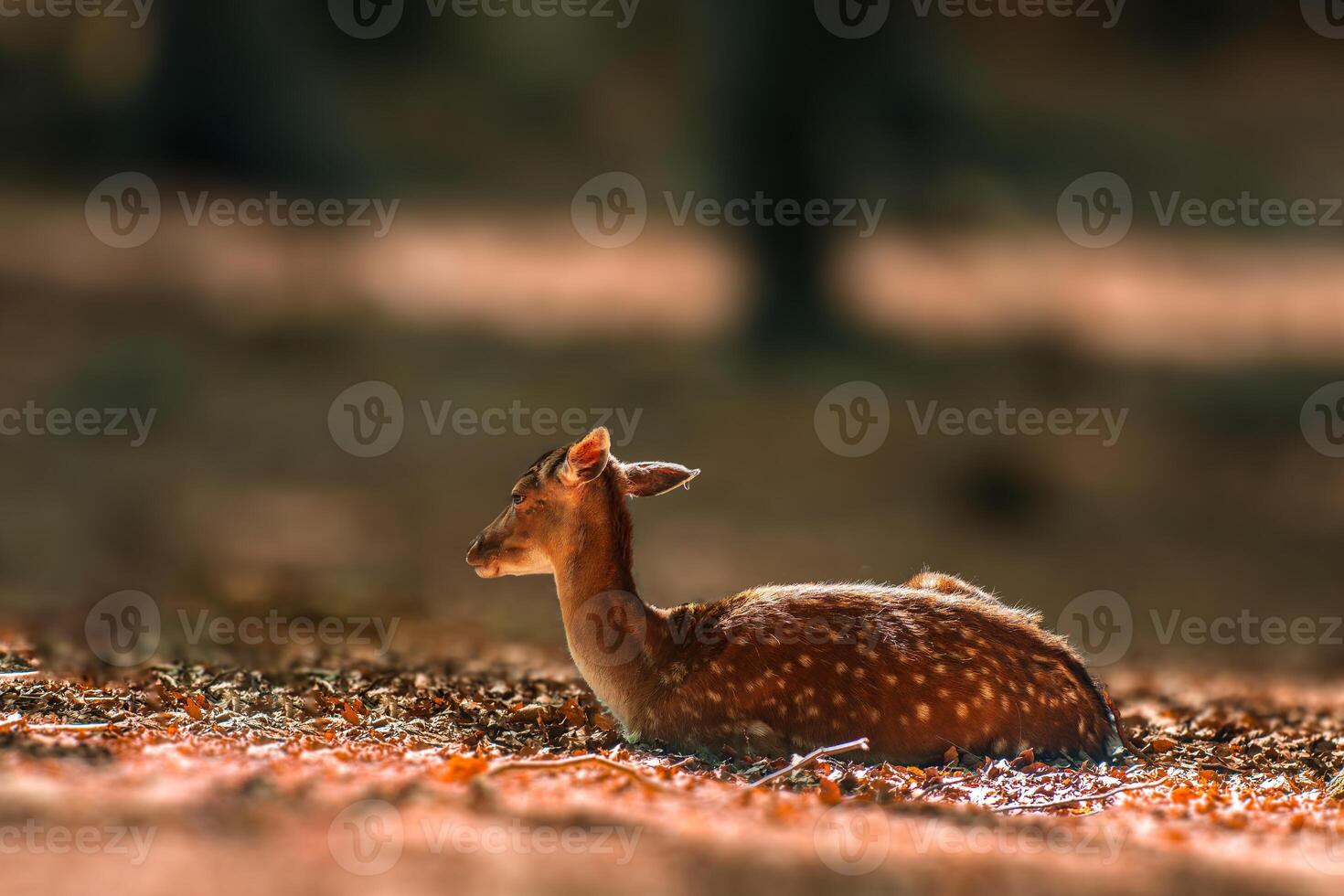 cervo pascolo e rilassante nel natura foto