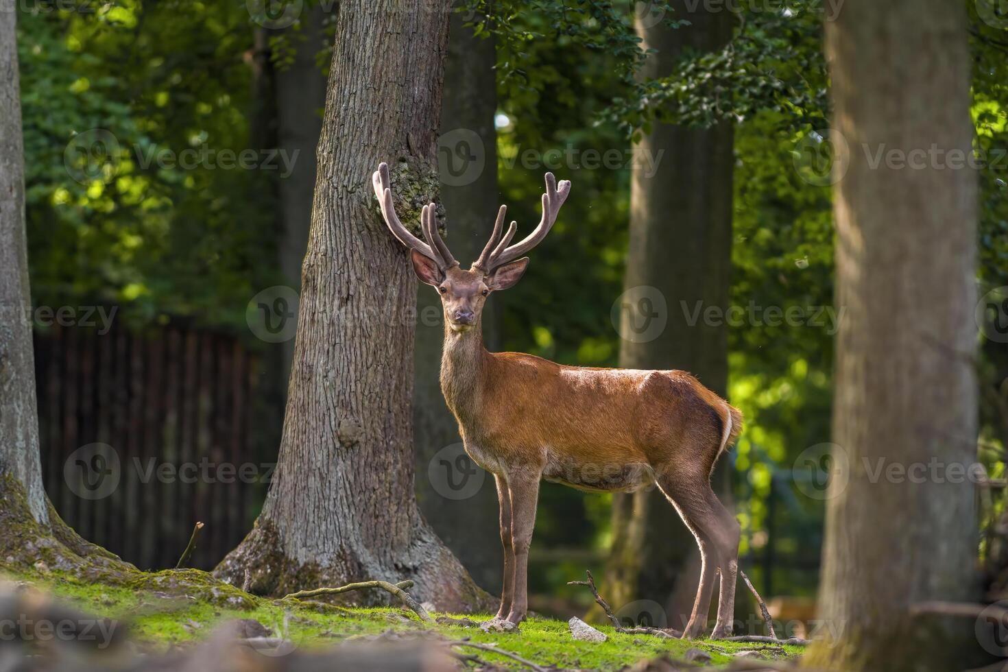 cervo pascolo e rilassante nel natura foto