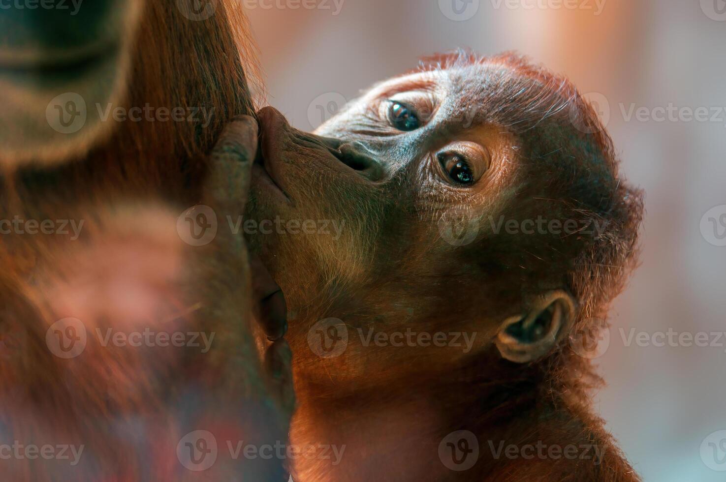 giovane orangutan bambino fa schifo latte a partire dal il suo La madre di Seno foto