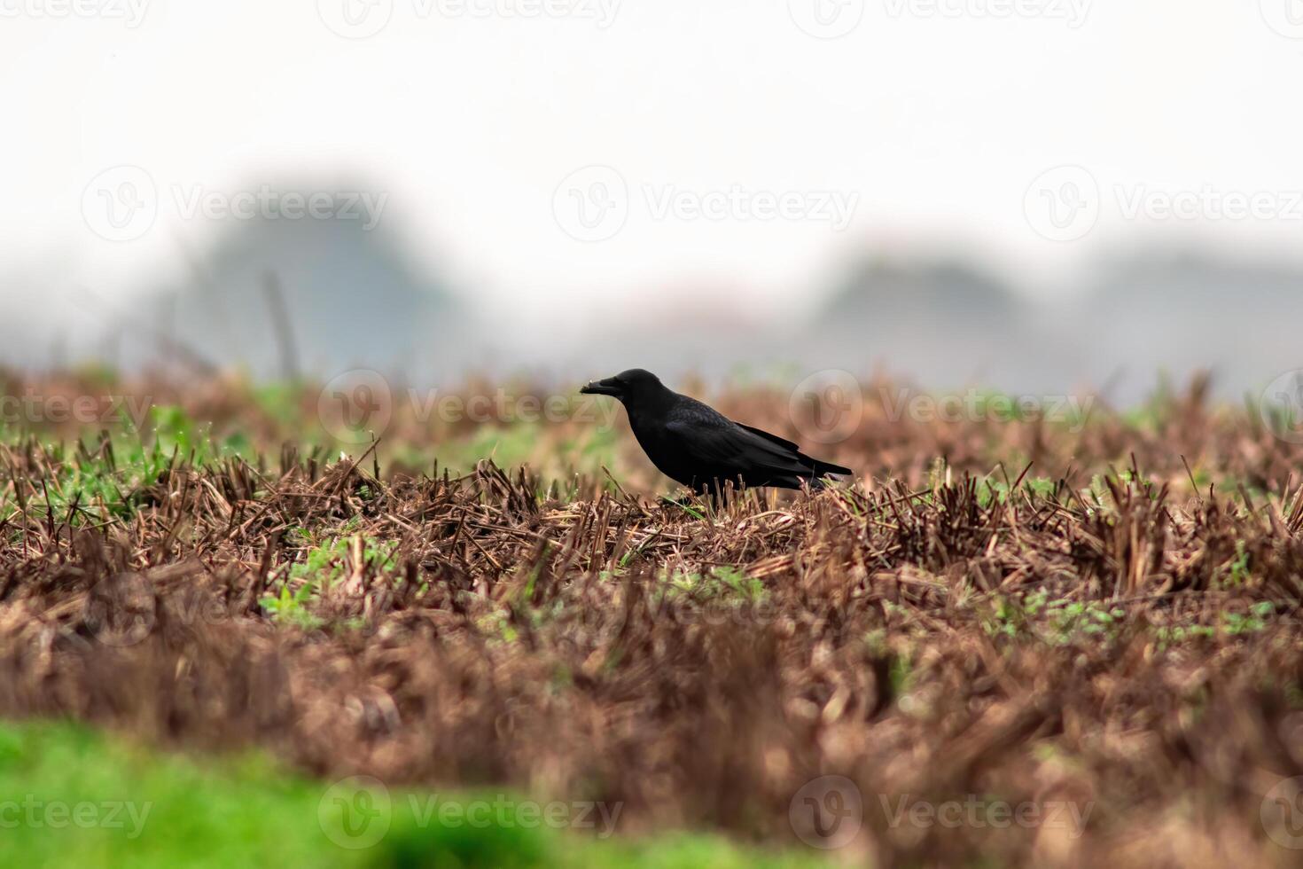 un' nero Corvo nel autunno foto