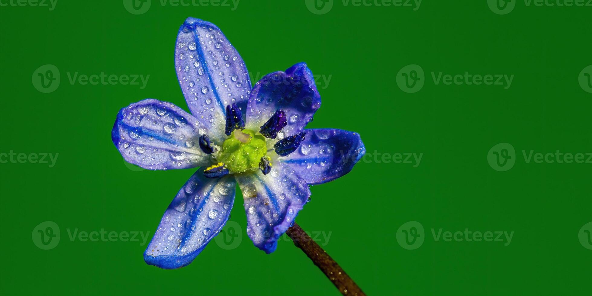 un' morbido fiore fiorire nel un' natura giardino foto