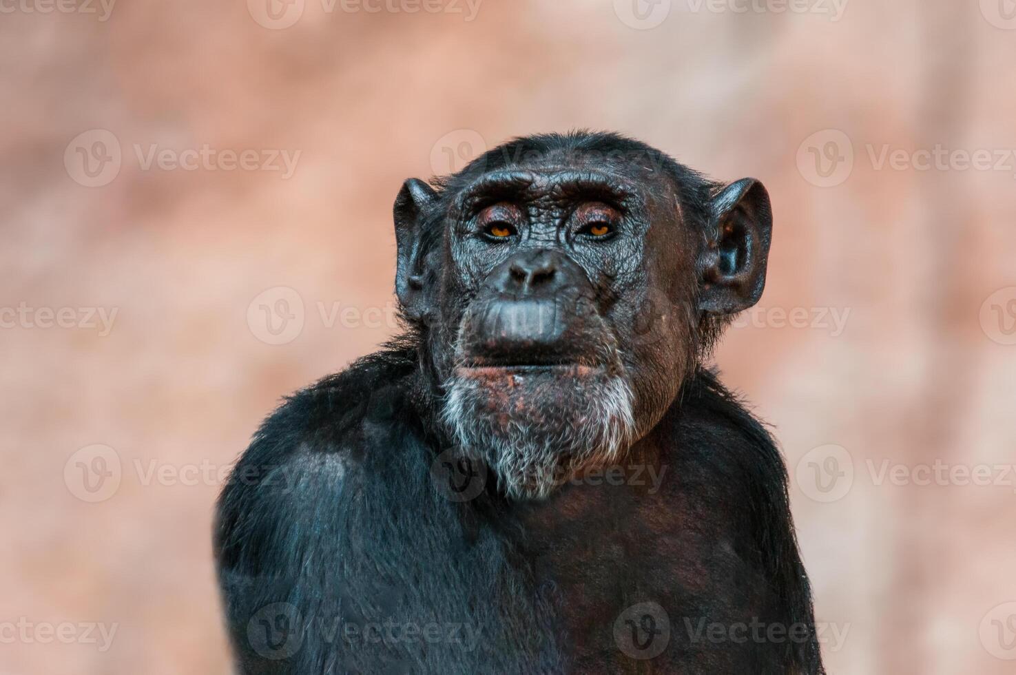 ritratto di uno scimpanzé dell'Africa occidentale foto